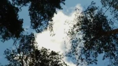 Ağaçların tepeleri mavi gökyüzüne karşı, zaman ayarlı, alttaki manzara. Dikey video. Çam ağaçları beyaz kabarık bulutlu güneşli mavi gökyüzüne karşı