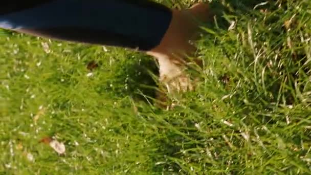 암컷다리는 영상입니다 여자는 아침에 공원의 풀밭을 걷다가 닫습니다 조화의 요가는 — 비디오