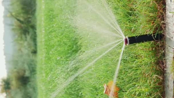 Irrigazione Prato Video Verticale Sistema Automatico Irrigazione Sprinkler Innaffiamento Della — Video Stock
