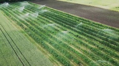 Meyve tarlasında otomatik sulama sistemi. Su arıtma. Yeşil tarım alanındaki meyve bitkilerini sulamak