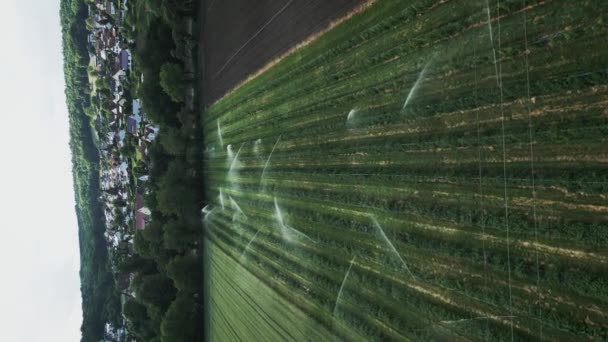 Sprinklers Vattnar Fruktfält Vertikal Video Bevattningssystem Vattna Gröna Fruktträd Plantering — Stockvideo