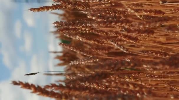 麦田里的金麦穗映衬着蓝天 垂直录像 夏天阳光明媚 麦田在风中摇曳 农业概念 — 图库视频影像