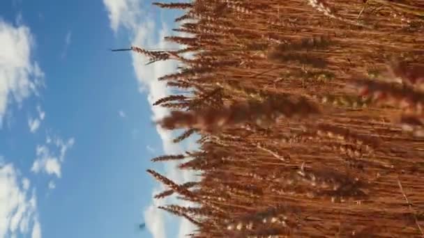 Oreilles Blé Doré Balançant Doux Vent Contre Ciel Vidéo Verticale — Video