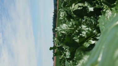 Yaz güneşli bir günde büyük bir çiftlikte yeşil pancar yetişiyor. Dikey video. Yeşil şeker pancarı yetiştiren tarım alanı. Yeşil yapraklarla tarlada pancar filizleniyor. Tarım sektörü kavramı