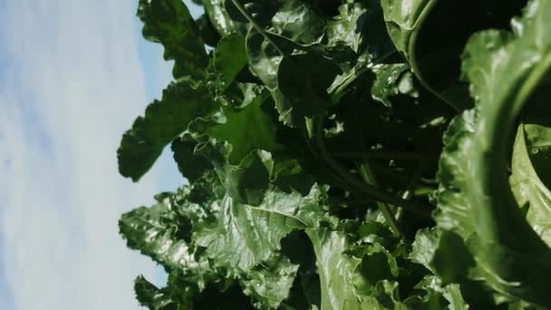 夏天的时候 在蓝天的映衬下 种植绿叶甜菜 垂直录像 有甜菜芽的农田 — 图库视频影像