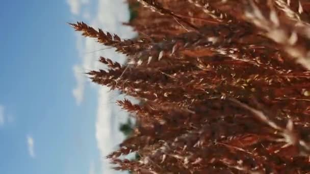 黄金の小麦の耳が青空に近づいている バーティカルビデオ ウィートフィールド 日光のゴールデンライ — ストック動画