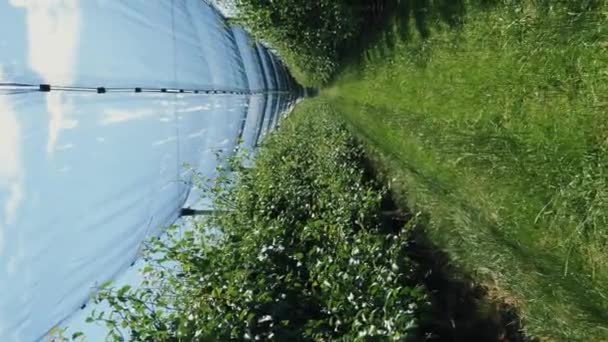 Jardin Pommiers Poiriers Branche Arbres Fruitiers Arbre Fruitier Aux Feuilles — Video
