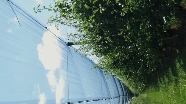 园中果树的枝条 垂直录像 一丛丛的绿色苹果和梨树 农业综合企业和农业概念 — 图库视频影像