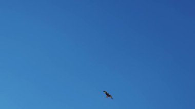 Kartal açık mavi gökyüzüne karşı uçuyor. Dikey video. Mavi gökyüzünde uçan yırtıcı kuş