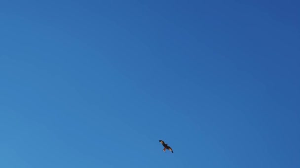 透明な青空に向かって飛ぶイーグル バーティカルビデオ 青空に飛ぶ獲物の鳥 — ストック動画