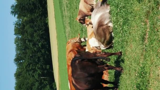 Vacas Pastando Prado Durante Dia Ensolarado Vídeo Vertical Fazenda Leiteira — Vídeo de Stock