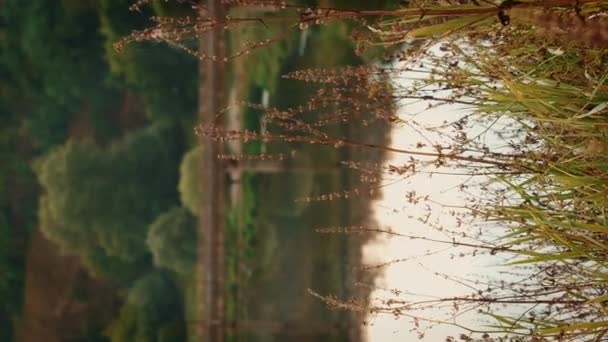 Höstens Naturlandskap Med Sjö Och Äng Närbild Växter Och Blad — Stockvideo