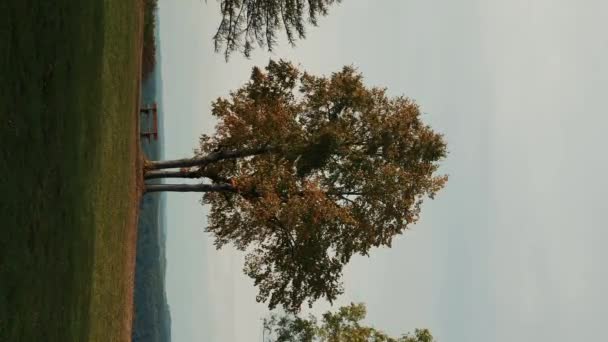 Herbstbunter Baum Mit Leerer Holzbank Auf Grünem Hügel Mit Bergen — Stockvideo