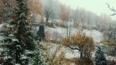 İlk kez ormanda kar yağıyor. İlk kar yağışı. Ormandaki yeşil çimlere ve ağaçlara kar yağıyor. Güzel kış doğa manzarası