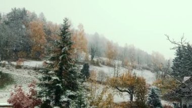Çam ağacı ormanındaki ağaçlara ilk kar yağar. Karla kaplı Noel ağaçları. İlk düşen kar taneleri. Kış zamanı. Güzel doğa kış manzarası