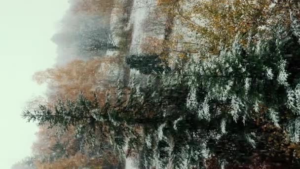 Πρώτο Χιόνι Στο Δάσος Πρώτη Χιονόπτωση Χιόνι Πέφτει Στο Πράσινο — Αρχείο Βίντεο