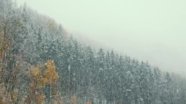 Tallskog Täckt Med Fallande Snö Snöflingor Faller Träd Och Gräs — Stockvideo