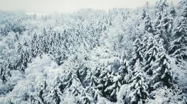 Kış ormanı karla kaplıydı. Kışın karlı çam ağacı ormanı. Ağaçların karla kaplı olduğu resim gibi bir kış sahnesi. Donmuş orman ve tepeleri olan doğa kış manzarası