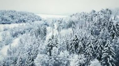 Ağaçların dallarına kar yağıyor. Karlı çam ağaçları ve tepelerle dolu kış manzarası. Orman ve dağlarla güzel kış manzarası