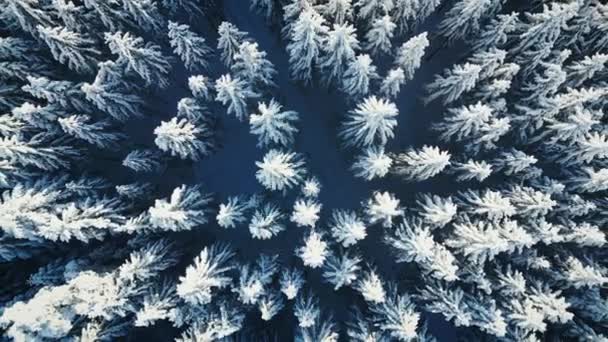 雪で覆われたトリートップ 空中ドローンビュー 冬に雪が降った松の木 雪の森で描かれた冬の風景 ウィンターフェアテール 美しい自然の風景 — ストック動画