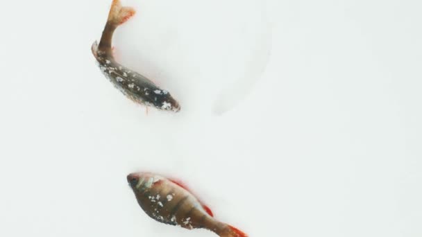 Ryby Śniegu Ryby Okoniowate Zostały Złowione Przez Rybaka Zimowy Połów — Wideo stockowe