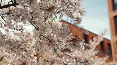 İlkbahar mavi gökyüzüne karşı kiraz ağacı. Baharda çiçek açan sakura ağacı. Kiraz ağacında kiraz çiçeğinin beyaz çiçekleri, yaklaşın.