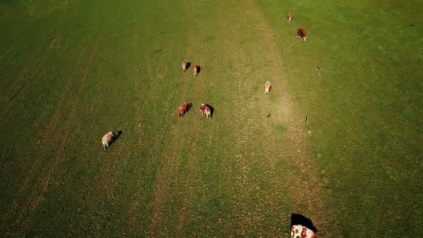Mjölkkor Betar Betesmark Grönt Fält Kor Betar Ljust Grönt Gräs — Stockvideo