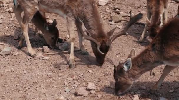 Deers Eating Corn Herd Deers Eating Corn Yard Brown Deers — Stock Video