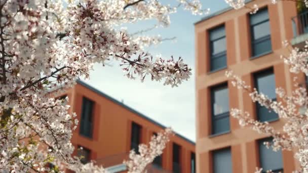 Roze Kersenboom Bloemen Bloeien Tegen Blauwe Lucht Moderne Gebouw Prachtige — Stockvideo