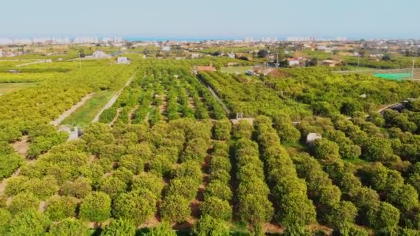 Aanplantingen Van Sinaasappel Citroenbomen Vliegen Door Groene Citrusbomen Spanje Fruitboomgaard — Stockvideo