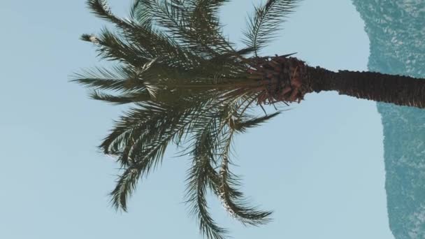 Palmier Feuilles Ondulant Dans Vent Contre Paysage Montagne Ciel Bleu — Video