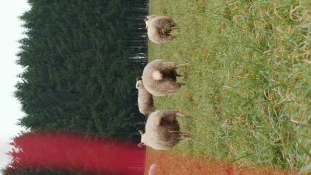 Moutons Sur Les Collines Verdoyantes Troupeau Moutons Dans Les Pâturages — Video