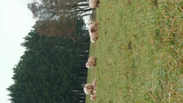 緑色の牧草地の羊の群れ 緑の草の牧草地の羊の群れ 家畜農場について 白い羊が緑の草を噛んでいる バーティカルビデオ — ストック動画