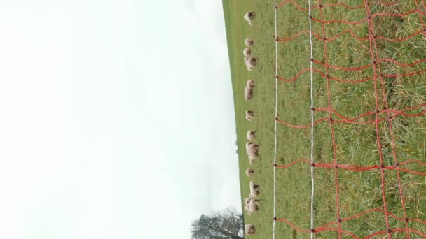 Rebanho Ovelhas Pastando Prado Verde Ovelhas Mastigando Grama Campo Agricultura — Vídeo de Stock
