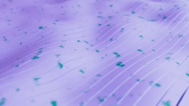 Soyut dalgalı animasyon döngüsü. Parlak menekşe dalgaları arka planda. Modern renkli duvar kâğıdı. 3D görüntüleme. Hareket grafikleri