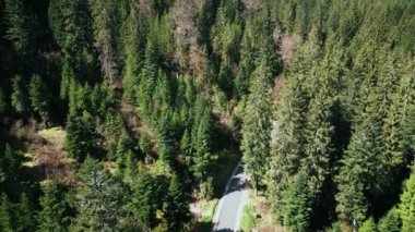 Çam ağaçlarının arasından geçen boş asfalt yol. Almanya 'da dar araba yolu olan yeşil orman. Yeşil ağaçlı ve arka planında mavi gökyüzü olan resmedilmeye değer doğa manzarası.