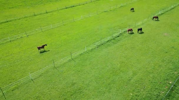 グリーンに貼り付けられた美しい馬の空中観察 馬は牧草地で草を噛んでいる グリーンヒルで放牧する国内の赤ん坊 農業と農業のコンセプト — ストック動画