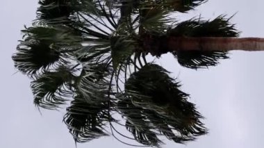 Palmiye ağaçları ve gökyüzü. Rüzgarda sallanan palmiye ağaçları. Dikey video