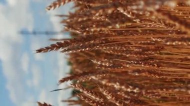 Altın buğday tarlası. Olgun buğday kulakları hasat mevsiminde mavi gökyüzüne el sallıyor. Dikey video. Çiftçilik ve tarım kavramı