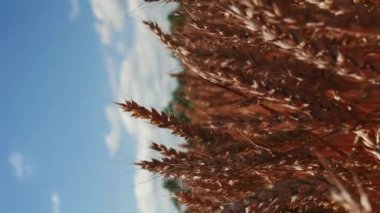 Mavi gökyüzü ve güneşli bir günde bulutlu sarı buğday tarlası. Güzel altın buğday sapları. Dikey video