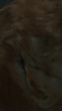 Young man with mustache against black background, close up. Young stylish male looking at camera, extreme close up, portrait. Vertical video