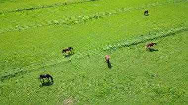 Aerial view of beautiful brown horses pasturing on green field. Horses chewing grass on pasture. Domestic equine mammals grazing in green hill