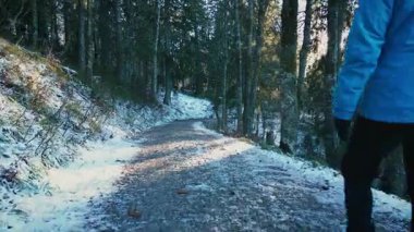 Back follow shot of woman walking in winter snowy frosty forest, exploring picturesque nature. Female traveller hiking in pine tree forest at winter at sunny day. Travel concept. Vertical video