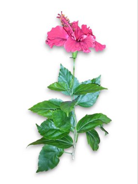 Hibiscus çiçek seti koleksiyonu beyaz arka planda izole edildi. Makro fotografi cihazını kapatın. Üst görünüm Hibiscus çiçek seti koleksiyonu beyaz arkaplanda izole edildi. Makro fotografi cihazını kapatın. Üst görünüm