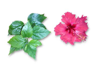 Hibiscus çiçek seti koleksiyonu beyaz arka planda izole edildi. Makro fotografi cihazını kapatın. Üst görünüm Hibiscus çiçek seti koleksiyonu beyaz arkaplanda izole edildi. Makro fotografi cihazını kapatın. Üst görünüm
