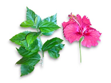 Hibiscus çiçek seti koleksiyonu beyaz arka planda izole edildi. Makro fotografi cihazını kapatın. Üst görünüm Hibiscus çiçek seti koleksiyonu beyaz arkaplanda izole edildi. Makro fotografi cihazını kapatın. Üst görünüm