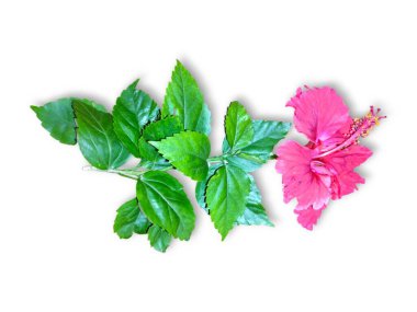 Hibiscus çiçek seti koleksiyonu beyaz arka planda izole edildi. Makro fotografi cihazını kapatın. Üst görünüm Hibiscus çiçek seti koleksiyonu beyaz arkaplanda izole edildi. Makro fotografi cihazını kapatın. Üst görünüm