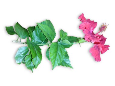 Hibiscus çiçek seti koleksiyonu beyaz arka planda izole edildi. Makro fotografi cihazını kapatın. Üst görünüm Hibiscus çiçek seti koleksiyonu beyaz arkaplanda izole edildi. Makro fotografi cihazını kapatın. Üst görünüm