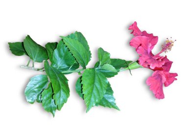Hibiscus çiçek seti koleksiyonu beyaz arka planda izole edildi. Makro fotografi cihazını kapatın. Üst görünüm Hibiscus çiçek seti koleksiyonu beyaz arkaplanda izole edildi. Makro fotografi cihazını kapatın. Üst görünüm
