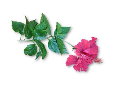 Hibiscus çiçek seti koleksiyonu beyaz arka planda izole edildi. Makro fotografi cihazını kapatın. Üst görünüm Hibiscus çiçek seti koleksiyonu beyaz arkaplanda izole edildi. Makro fotografi cihazını kapatın. Üst görünüm
